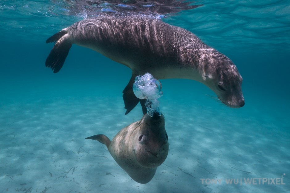 Sea lions blowing bubbles as part of the social interaction between them.