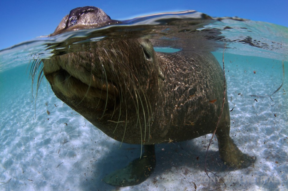 Sea lion sticking its nose out of the water to take a breath of air.