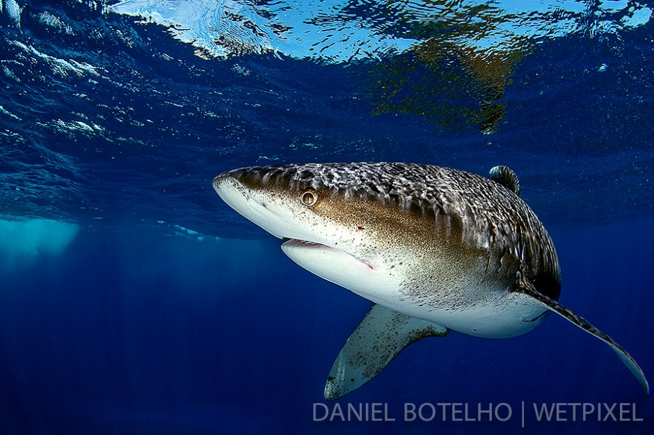 The beauty of the oceanic white tip. (II)