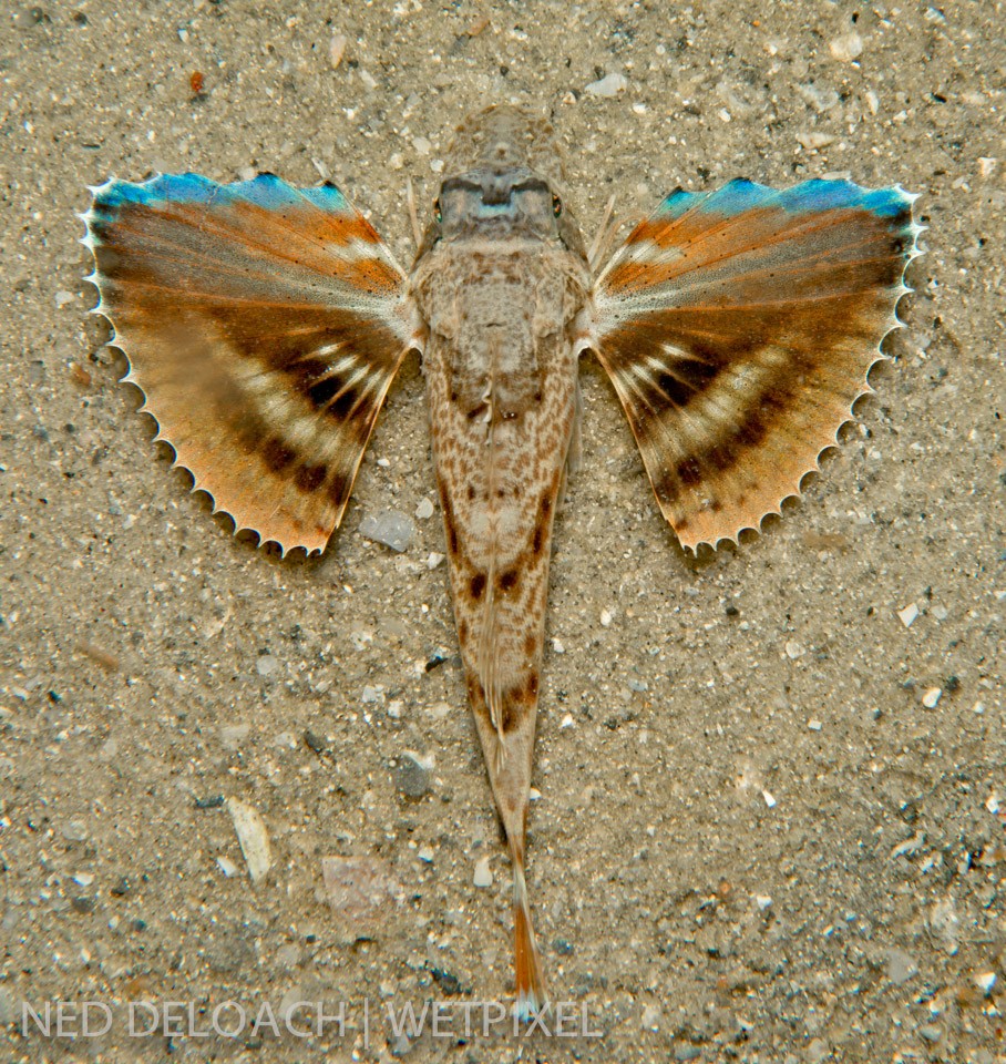 Not much more than an inch in length, a juvenile Blue Searobin, (*Prionotus punctatus*), which in a few months will grow to a foot in length, would from time to time spread its pectoral-fins in the hope of frightening me away.