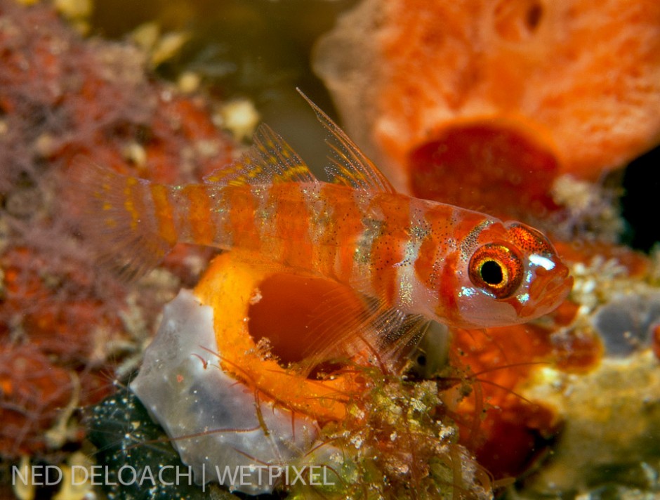 I've been attempting to find and photograph a Candycane Dwarfgoby,(*Trimma cana*), ever since I first saw an image of the little beauty some years back. Halmahera, Indonesia.