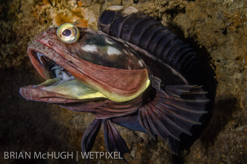Open wide, this Sarcastic Fringehead (*Neoclinus blanchardi*) was chasing off one of his rivals.  Taken in La Jolla, California.