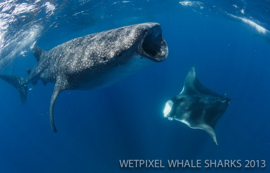 Eric Cheng: Whale shark and manta