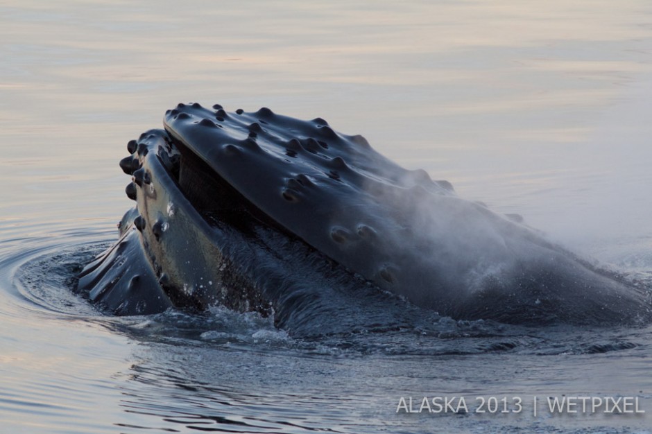 Susan Brown: This shot was taken on my first experience observing humpback whales feeding.  
