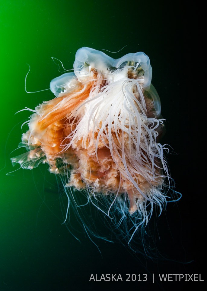 Terry Steeley: Magnificent Lions Mane Jellyfish.