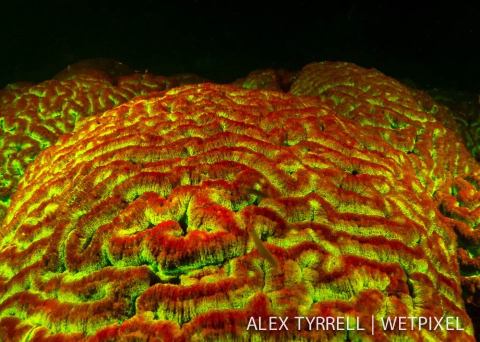 Fluorescent brain coral (*symphillia* sp.)
