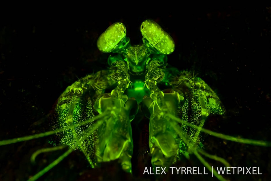 Lisas mantis shrimp (*Lysiosquillina lisa*). (1).