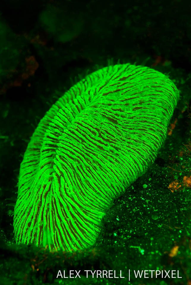 Mushroom coral (*Fungia seychellensis*).