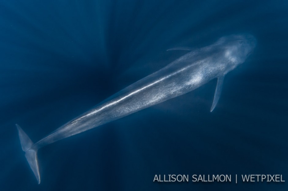 Blue whale (*Balaenoptera musculus*)