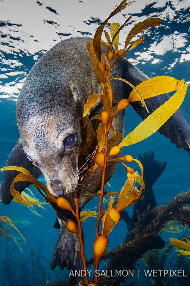 California sea lion (*Zalophus californianus*)