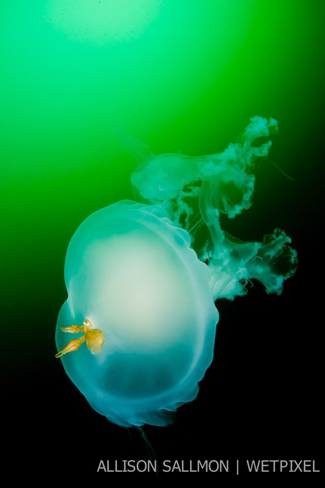 Egg yolk jellyfish (*Phacellophora camtschatica*)