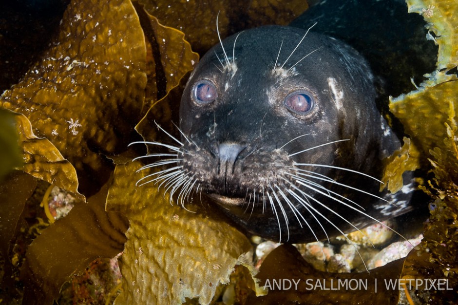 Harbor seal (*Phoca vitulina*)