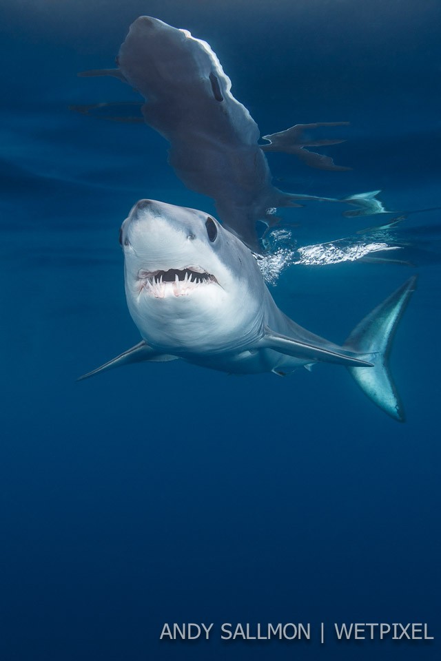 Mako shark (*Isurus oxyrinchus*)