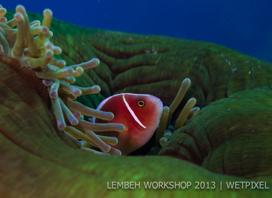 Pink anemonefish (*Amphiprion perideraion*) in an anemone by Jenny Stock.