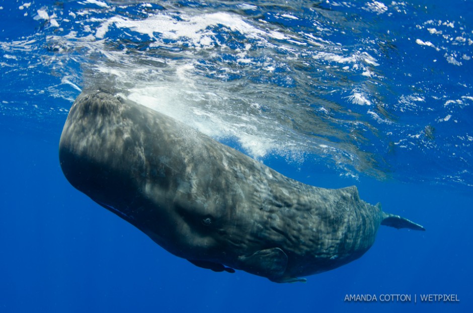 Sperm whale (*Physeter macrocephalus*) images captured in the waters off Dominica in the Caribbean Sea. All images taken under permit.