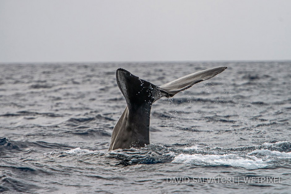 Dominica - sperm whales are very skettish and they are used to dive if approached closely.