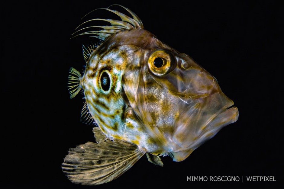Night dives always guarantee surprises and interesting encounters. All of a sudden, the silhouette of a John Dory (*Zeus faber*) appeared in the thick darkness, right in front of me.