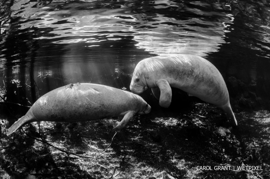 Manatees in black and white.