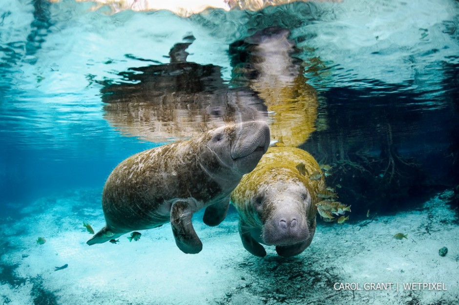 Manatee mother with calf in springs.