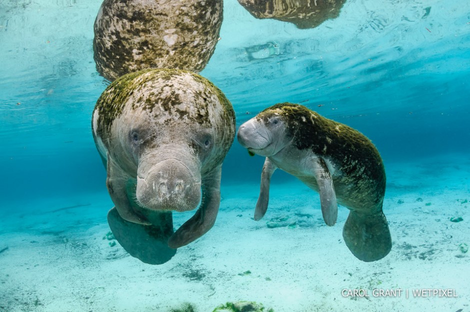 Manatee mother and young female calf.