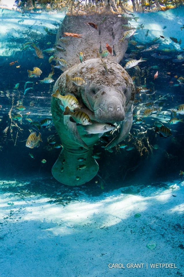 Manatee surrounded by fish.