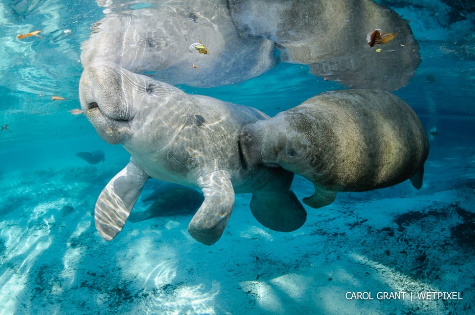 Manatee tickles. Male and female manatee courting or cavorting behavior is fascinating! 