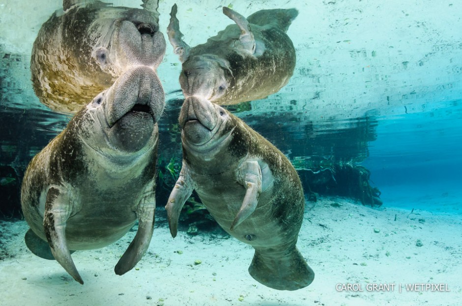 Mother manatee and male calf surface.