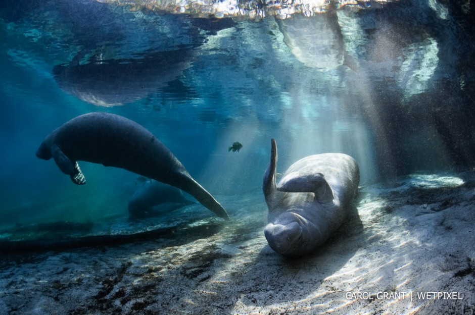 Manatee warming in the light.