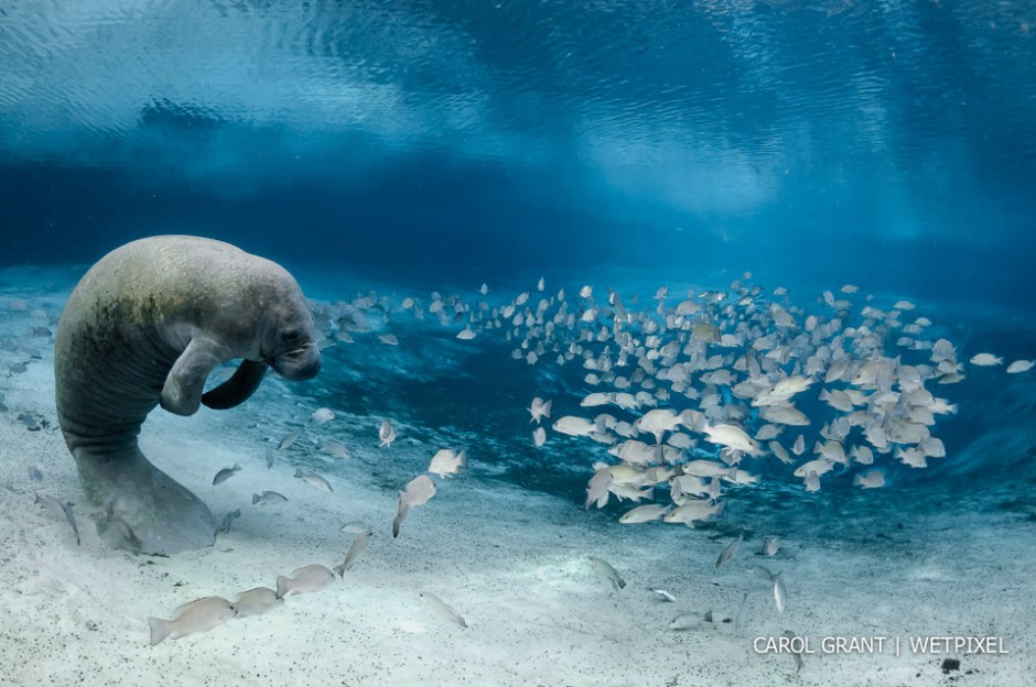 Manatee relaxes by spring with snappers.