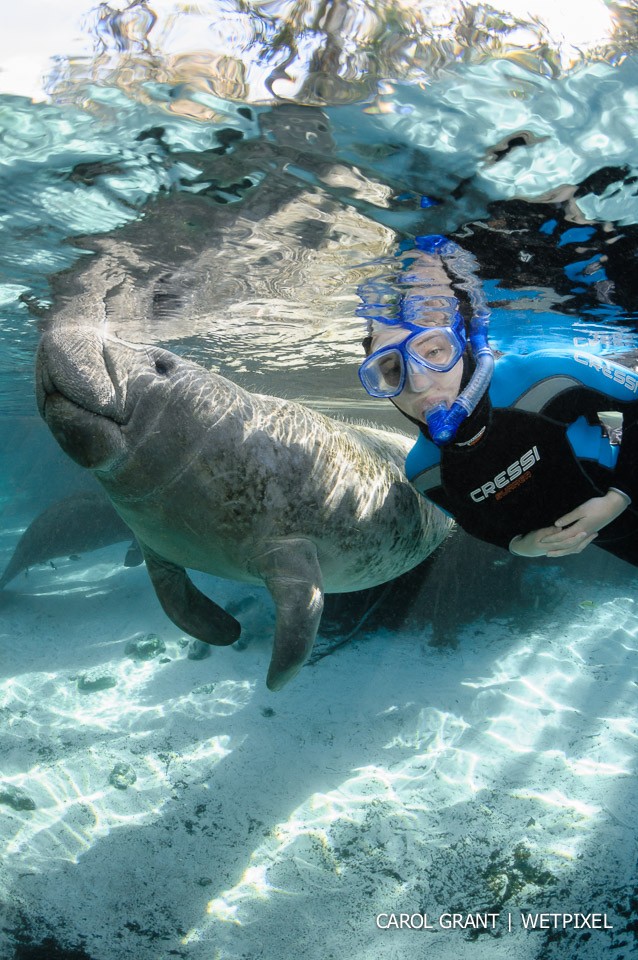 Manatee and snorkeler at surface.