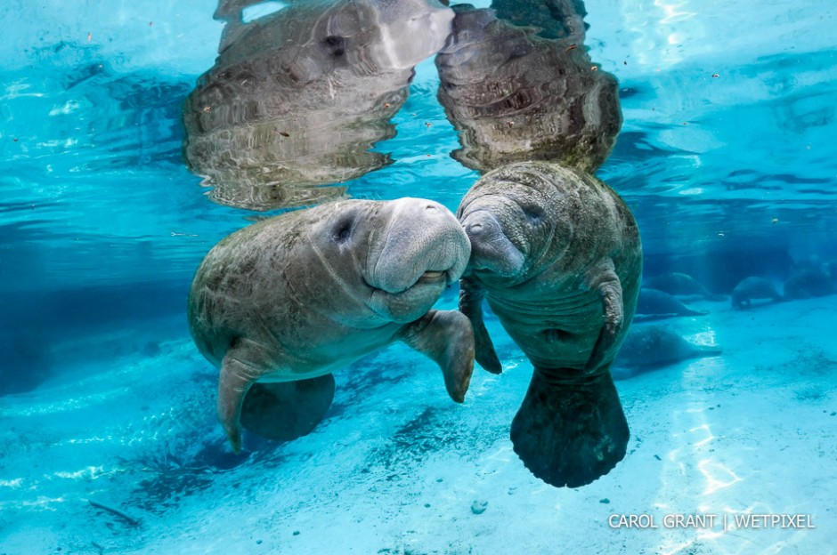 Manatees touching snouts and flippers.