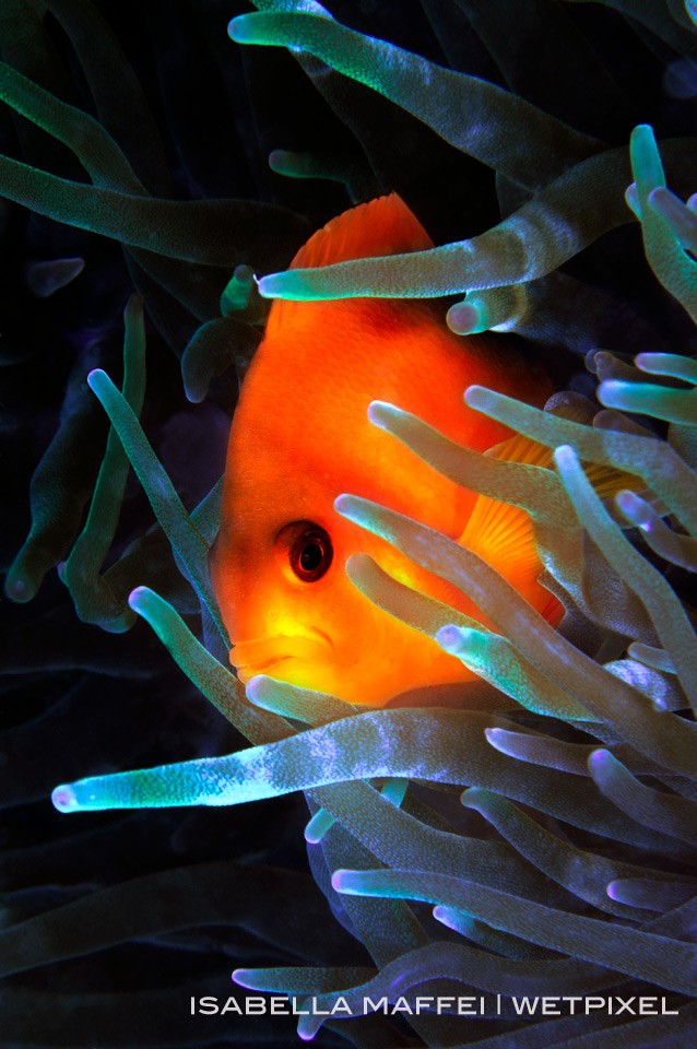 This clown fish is endemic of Indo-pacific area. This kind of fluorescent fish live in his anemone like all his similar but he is shy respect the others species.