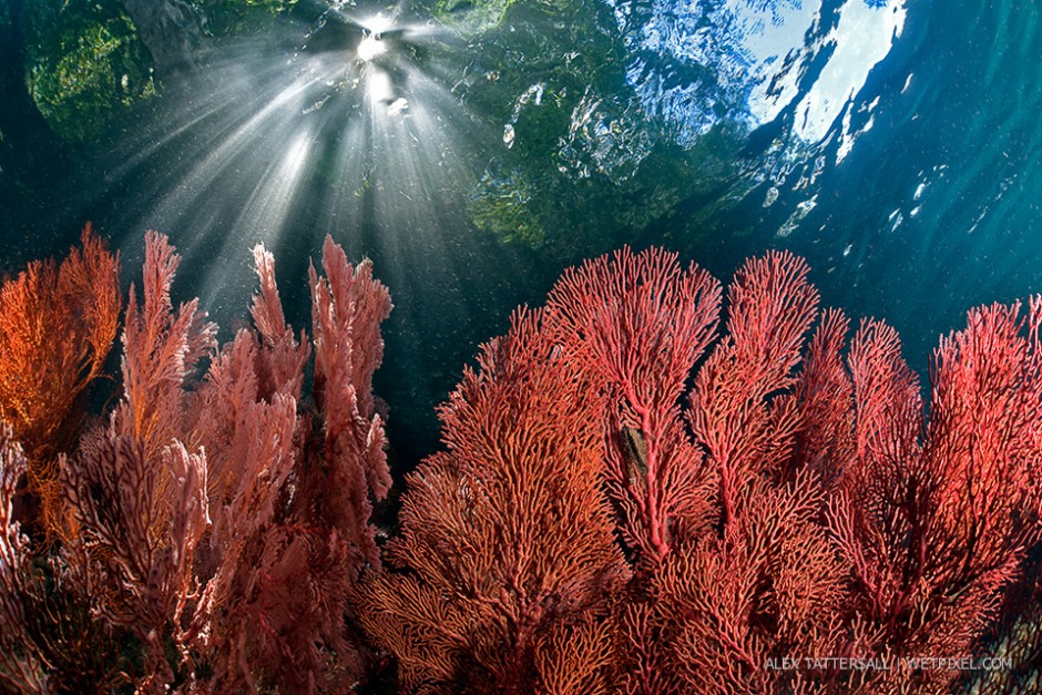 The Passage, Waigeo region. An amazing dive with fan corals growing right up to the surface and virgin rainforest above. Unforgettable light at around midday. Nikon D750, Nauticam housing, Sigma 15mm, 140mm minidome.