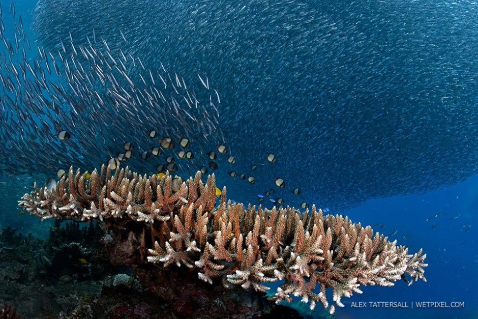 Two tree island, Misool region. We dropped directly on top of a huge school of sardines and watched in fascination as reef and pelagic predators fed from the baitballs. Nikon D750, Nauticam housing, Sigma 15mm + Kenko 1.4x teleconvertor.