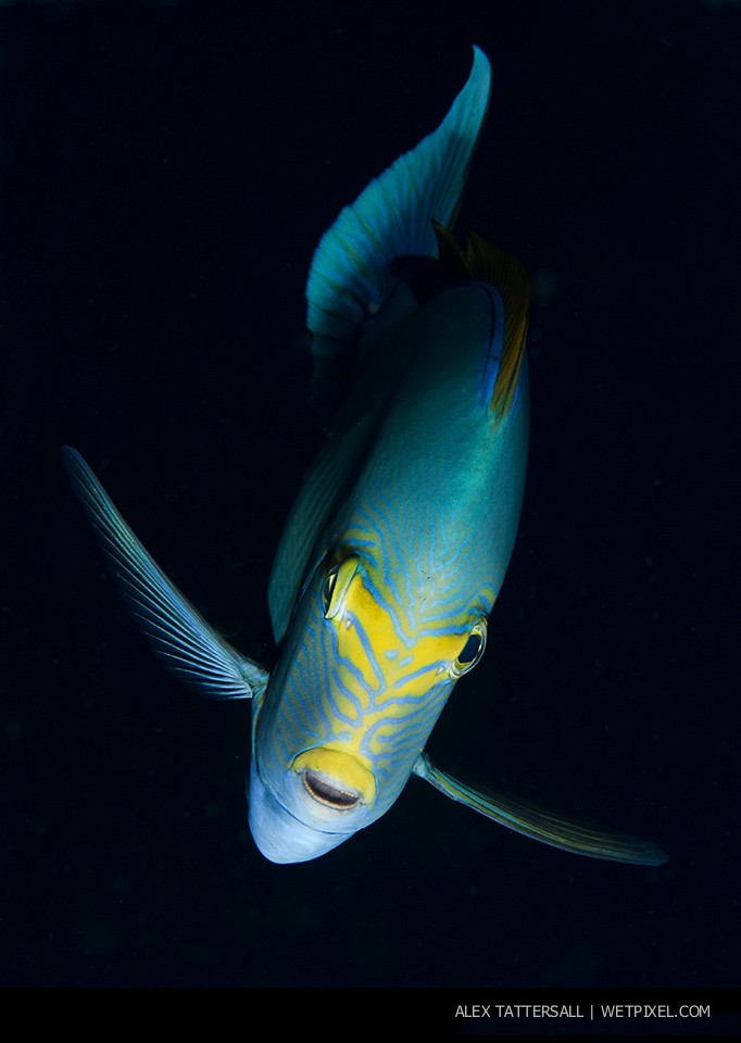 Yellowmask Surgeonfish portrait (*Acanthurus mata*)– Sometimes we all need a dose of fish portrait photography. Nauticam NA-D750, 105mm VR macro.
