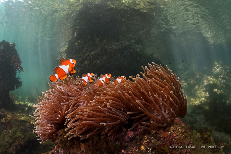Anemonefish in the Passage. Again very shallow, rich ecosystem, wonderful lighting. Nauticam NA-D750, Sigma 15mm, 140mm minidome.
