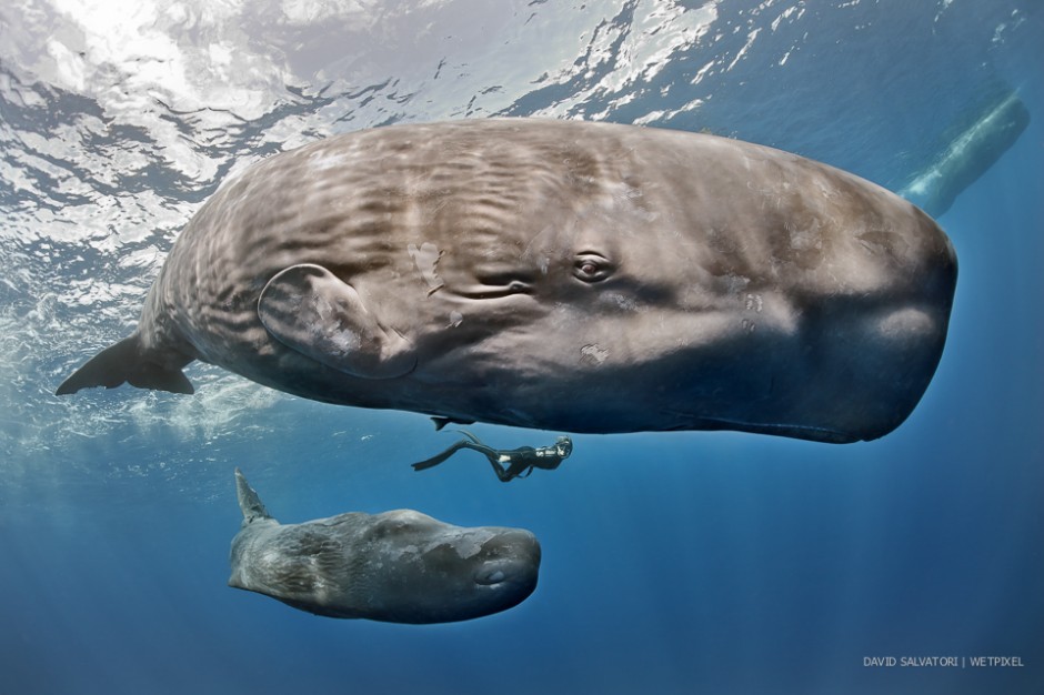 David Salvatori: Dominica spem whales.
