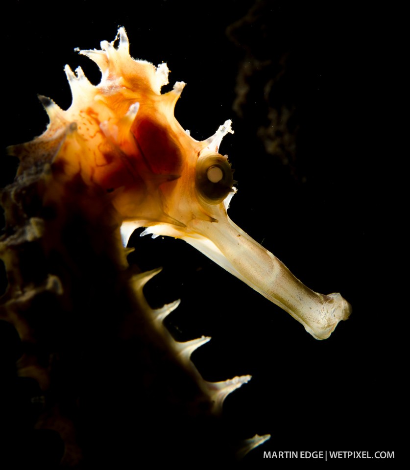 Portrait of a thorny seahorse (*Hippocampus hystrix*) with backlighting.