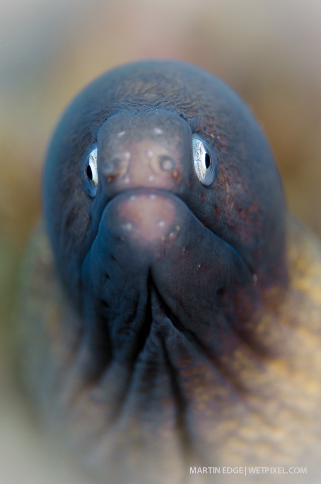 White eyed moray eeel (*Siderea thysoidea*) @ f6.7.