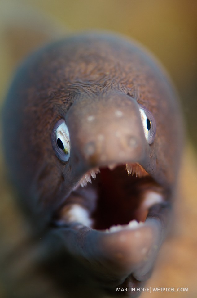 White eyed moray eeel (*Siderea thysoidea*) @ f9.5.