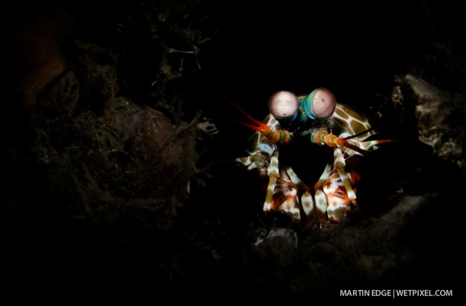 Snooted image of a short beaked mantis shrimp (*Odontodactylus brevirostris*) with fill light.