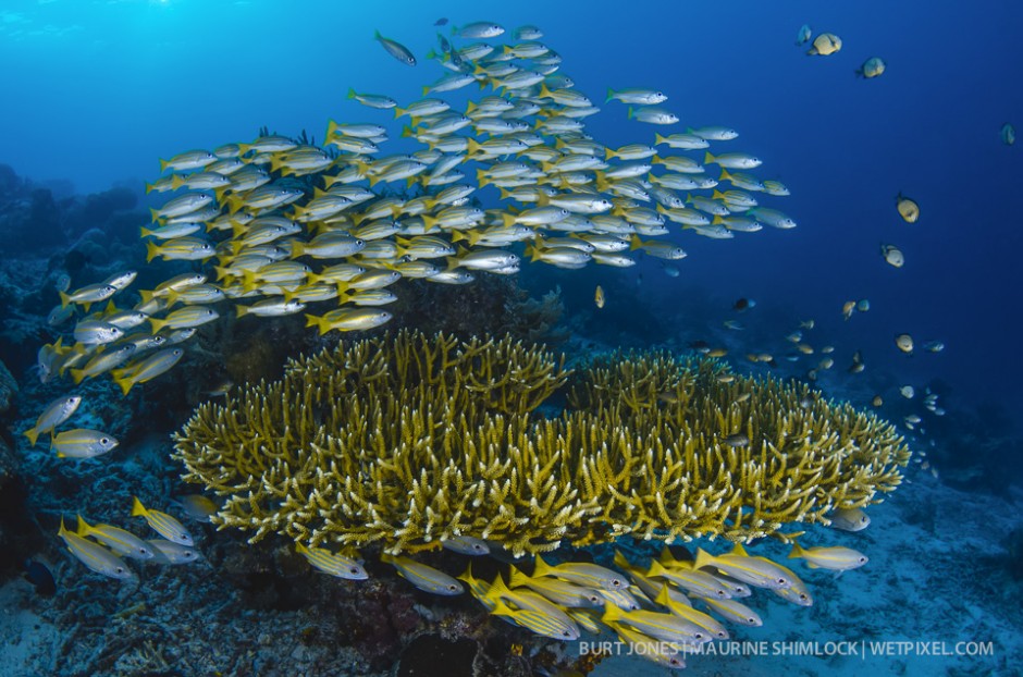 Table Coral (*Acropora sp.*) Snappers (Blue-lined-*Lutjanus kasmira* & Bigeye-*L. lutjanus*). Divesite: "Mioskan", Dampier Strait, Raja Ampat.