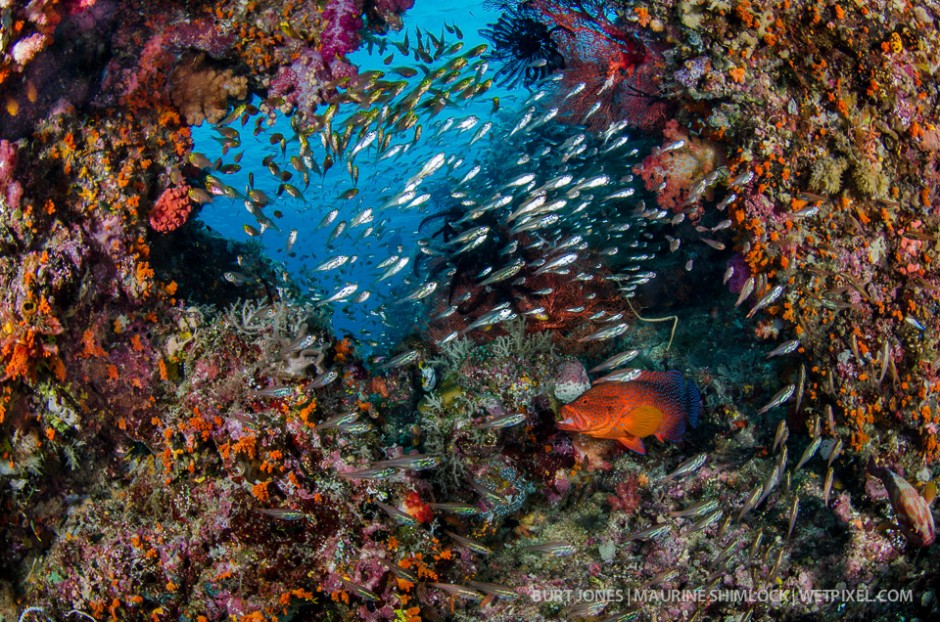 A coral trout, a grouper (*Cephalopholis miniata*) hunts baitfish and sweepers on one of Raja's most beautiful reefs. Divesite: "4 Kings", Misool, Raja Ampat.