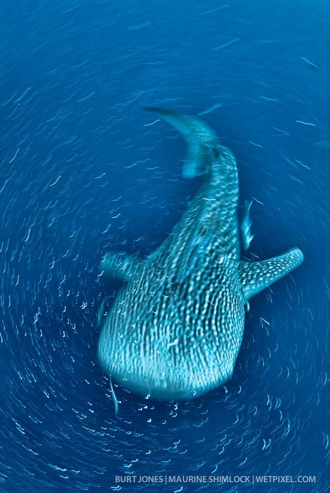 Baitfish swirling around a whale shark  (*Rhincodon typus*). Image taken while spinning the camera on a slow shutter speed. Divesite: "Kawatisore or Whale Shark Bay", Cenderawasih Bay.