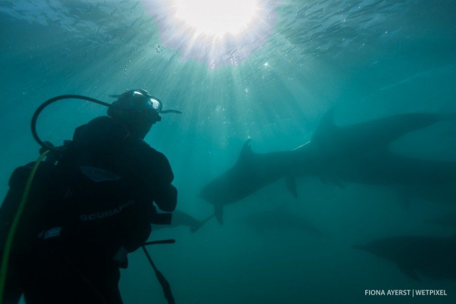 A diver watches in awe as dolphins chase sardines around in the water just above his head