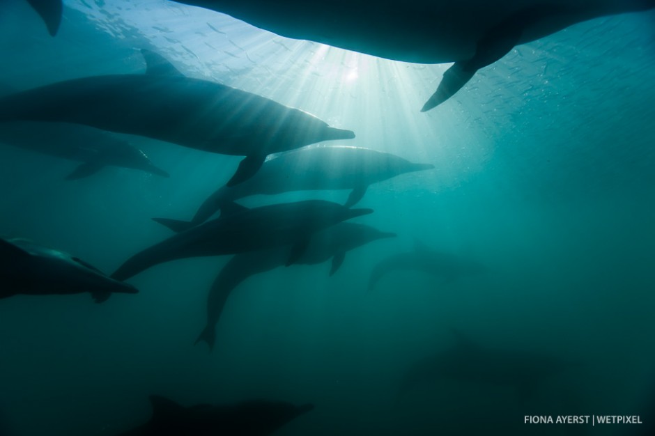 Silhouetted common dolphins  (*Delphinus capensis*) moving fast through the water as they form a tight pack whilst hunting for the sardines