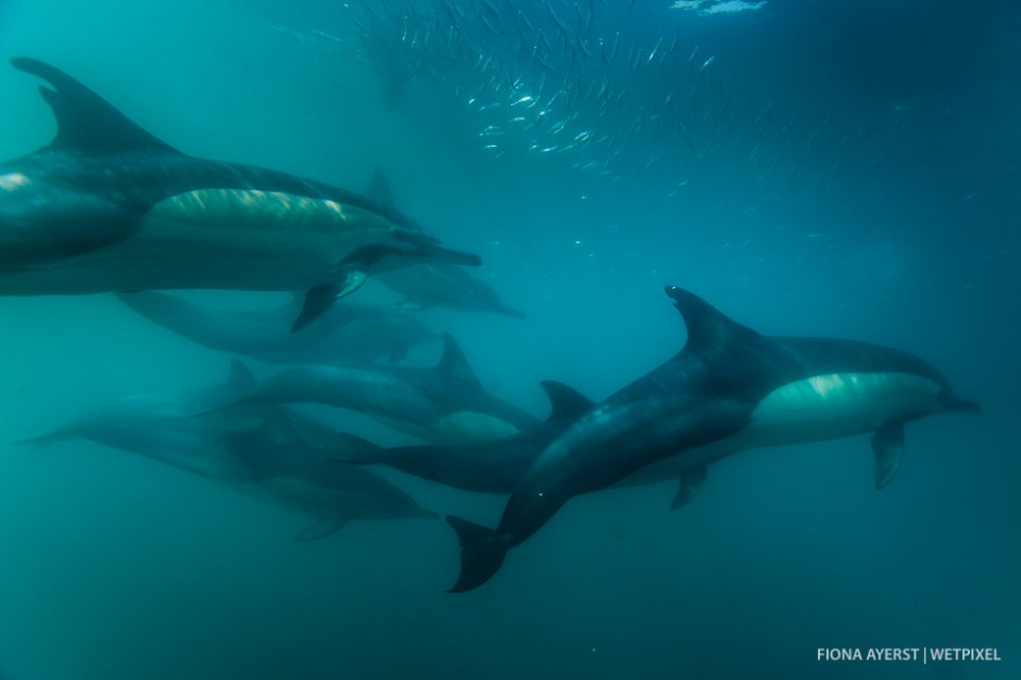 Common dolphins  (*Delphinus capensis*) show an incredible ability to work extremely fast and together - in pursuit of a common goal- oily food. 