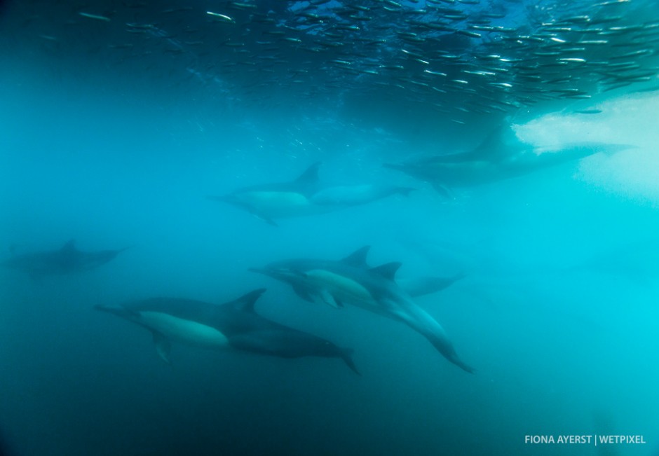 The common dolphins  (*Delphinus capensis*) speed hard and fast after the fish and as a diver it's sometimes hard to know where to look as everything is rushing around you. I think of it as being like caught in the middle of a whirlwind.