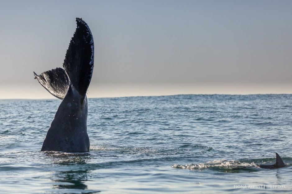 Humpbacks (*Megaptera novaeangliae*) are well known for their  attempts to try and avoid people in the water.The two whales were lying on the surface and in a show of immense trust and respect, man and whale met each other.