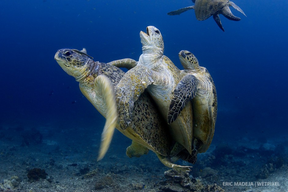 Male Green Turtles (*Chelonia Mydas*) do compete with other males for the best "spot" when it comes to mate with females.